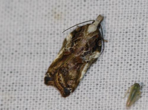 Acleris cristana